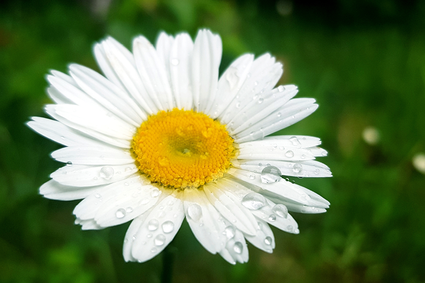 Margrietiņa