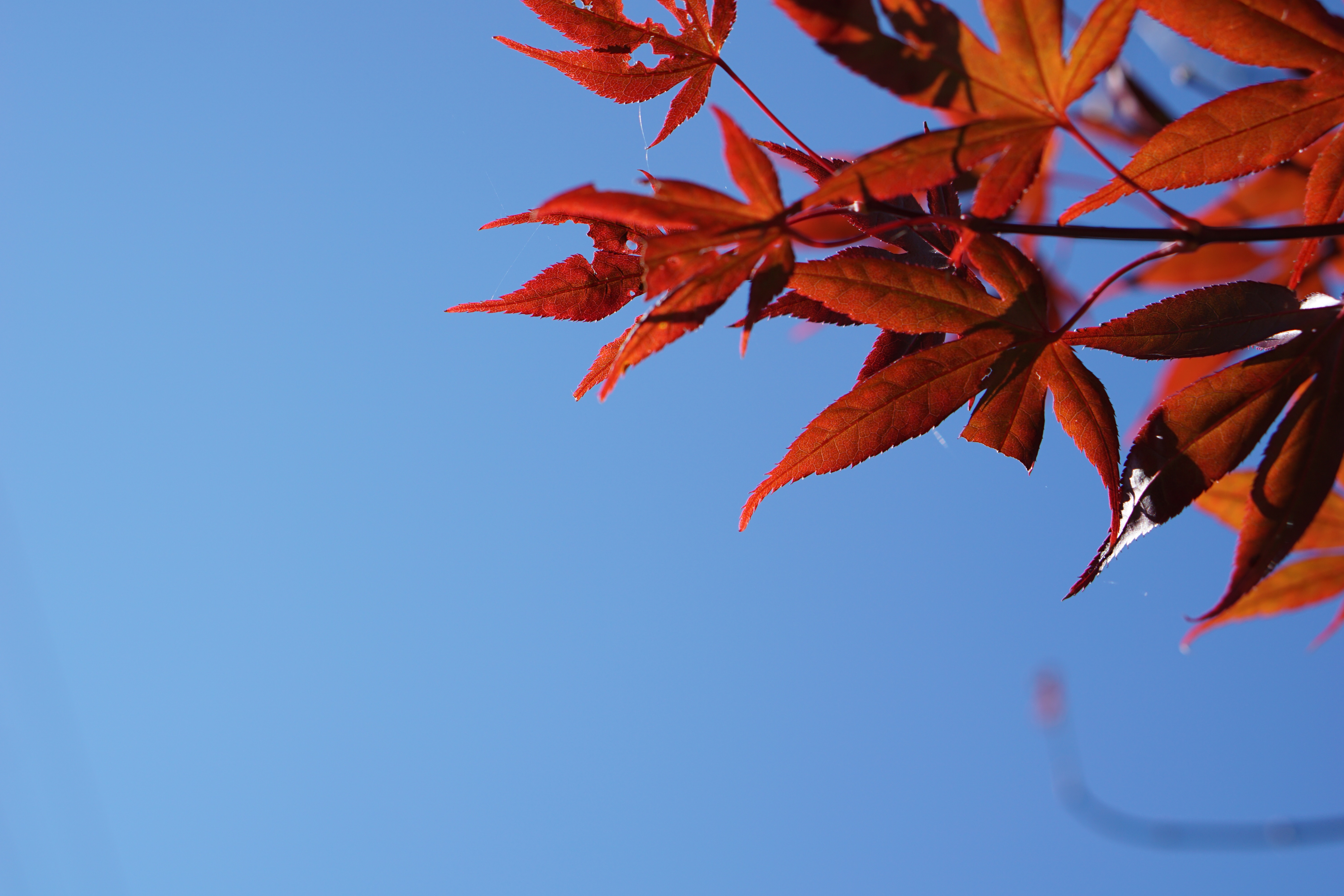 rudens6