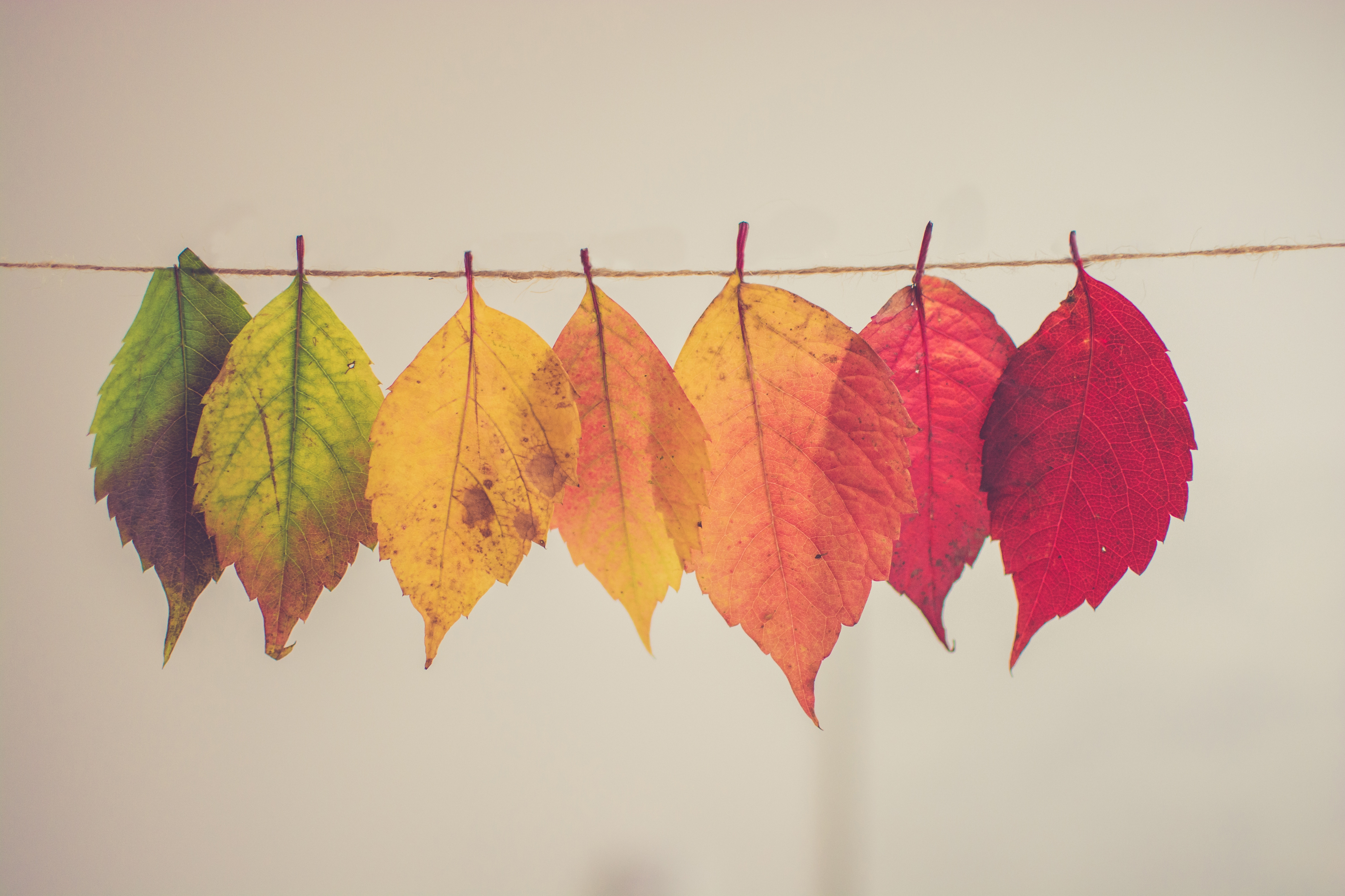rudens5