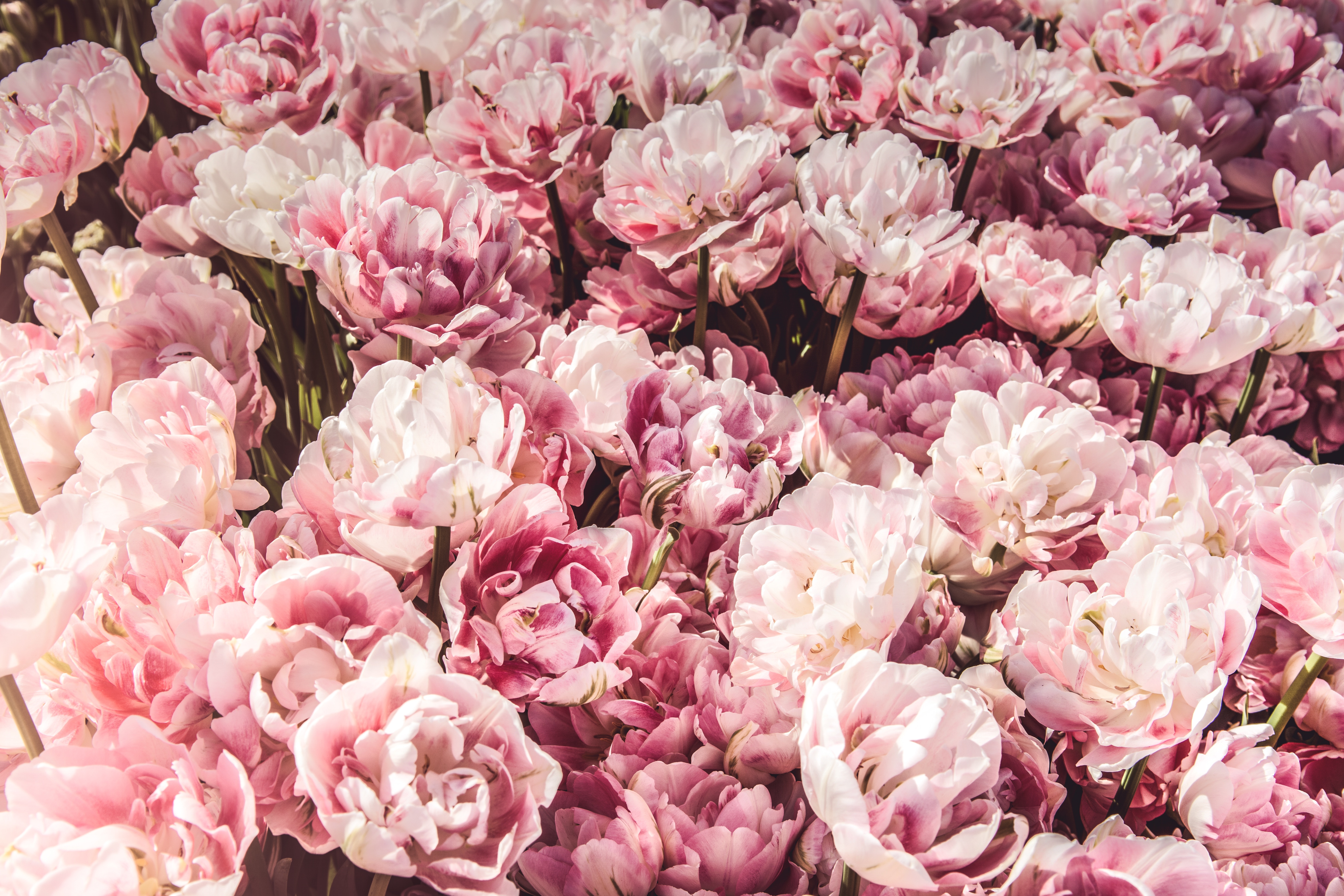Ziedi_pink