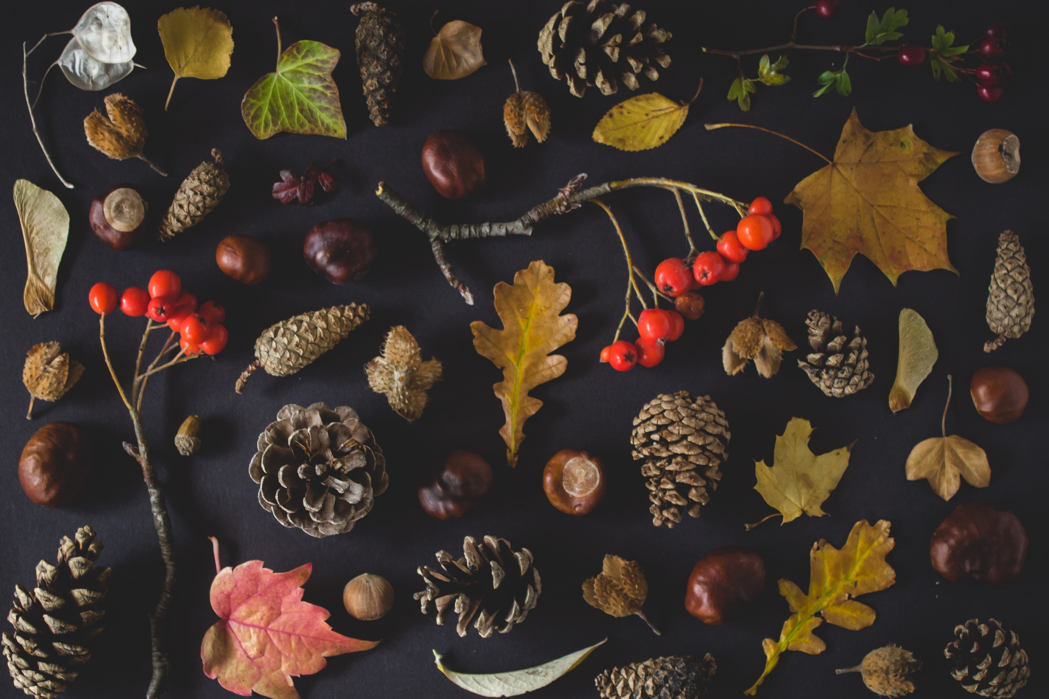 rudens8
