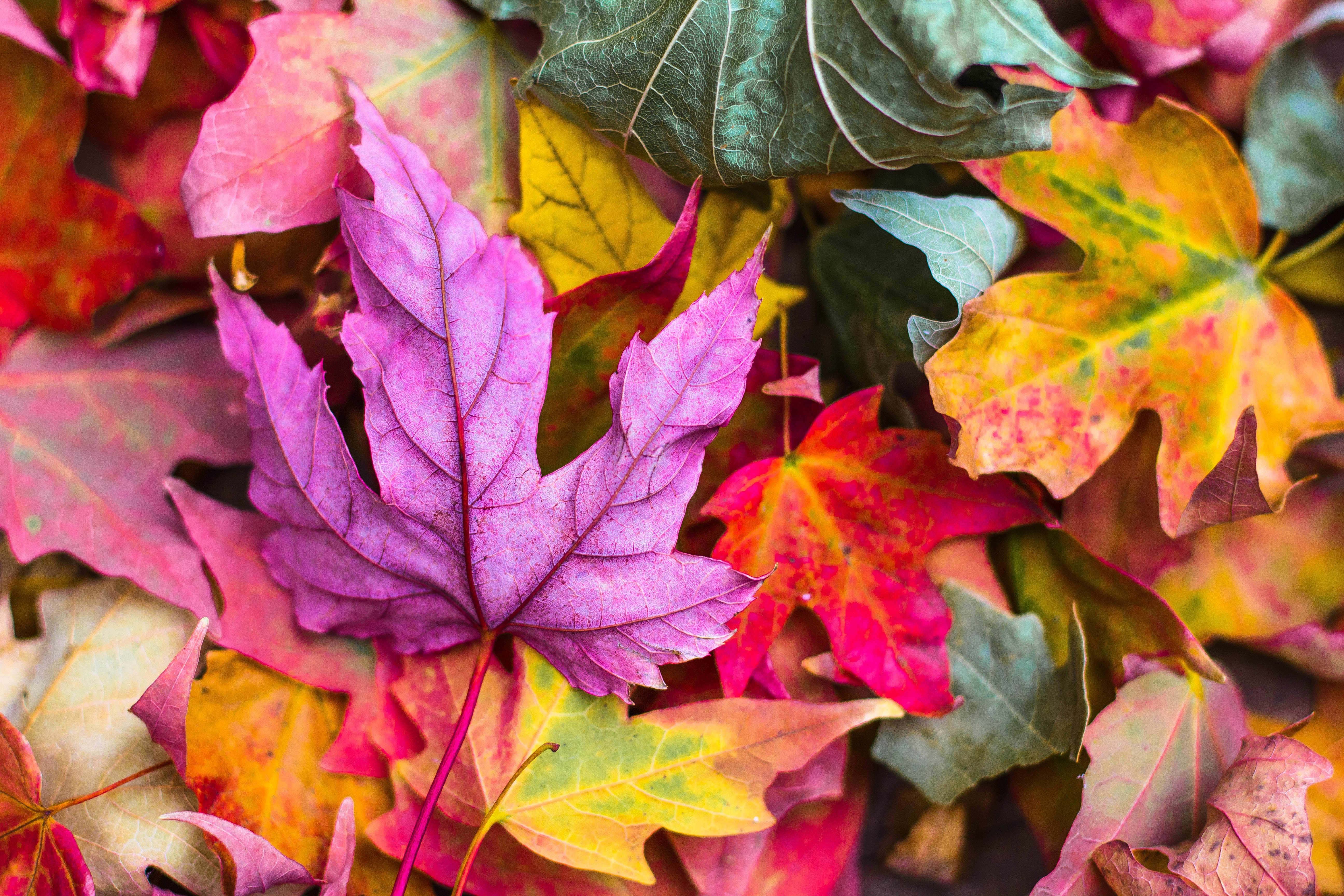 rudens7