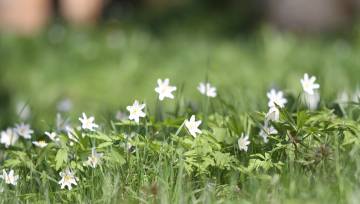 Mazas baltas puķes